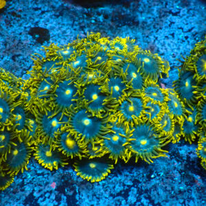 TC Zoanthus Blue Daisy Colonia