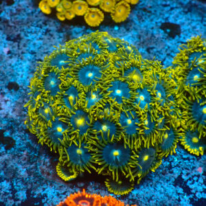 TC Zoanthus Blue Daisy Colonia