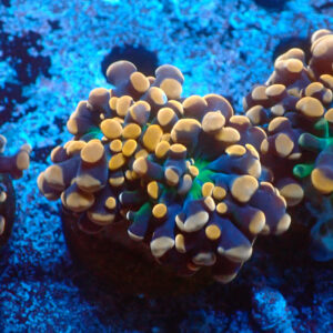 TC Euphyllia parancora Copper