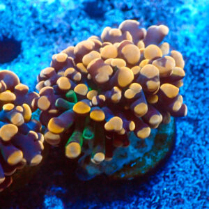 TC Euphyllia parancora Copper