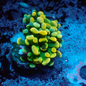 TC Euphyllia parancora Gold Nugget