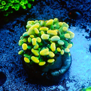 TC Euphyllia parancora Gold Nugget
