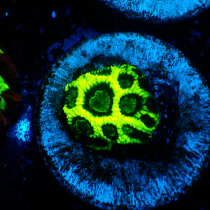 TC Favia Glowstick