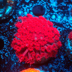 TC Goniopora Stutchburyi Cherry Tree