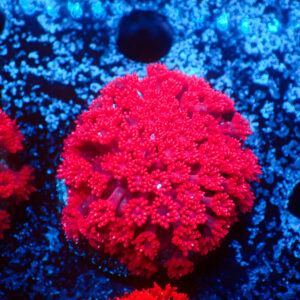 TC Goniopora stutchburyi Cherry Tree