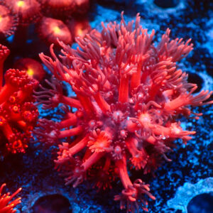 TC Goniopora Pink-Red