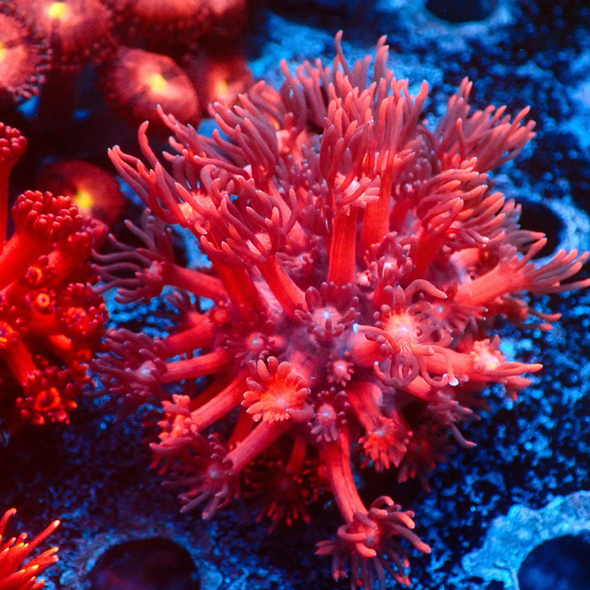 TC Goniopora Pink-Red