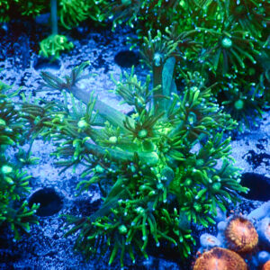 TC Goniopora Toxic Daisy