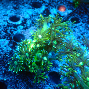 TC Goniopora Toxic Daisy