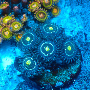 TC Zoanthus Blue Lagoon