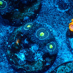 TC Zoanthus Blue Lagoon