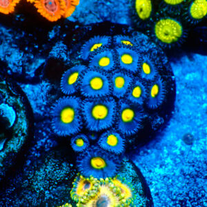 TC Zoanthus AOI colonia