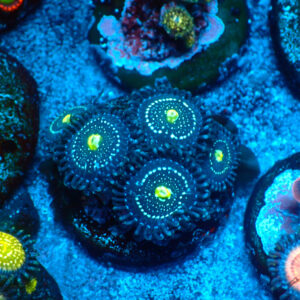 TC Zoanthus Blue Lagoon