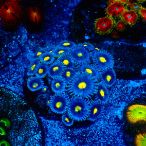 TC Zoanthus Blue Walter colonia