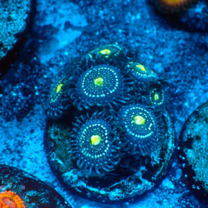 TC Zoanthus Blue Lagoon