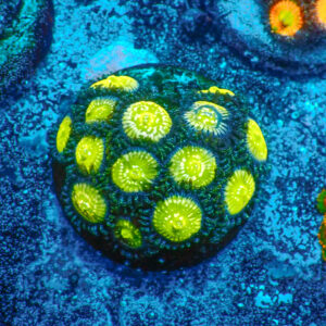 TC Zoanthus Granny Apple Smith mini colonia
