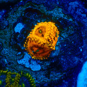 TC Zoanthus Gold Maul