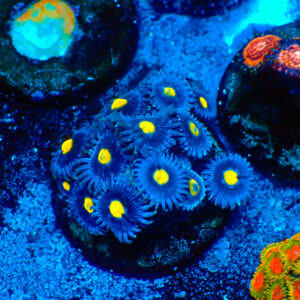 TC Zoanthus Blue Walter