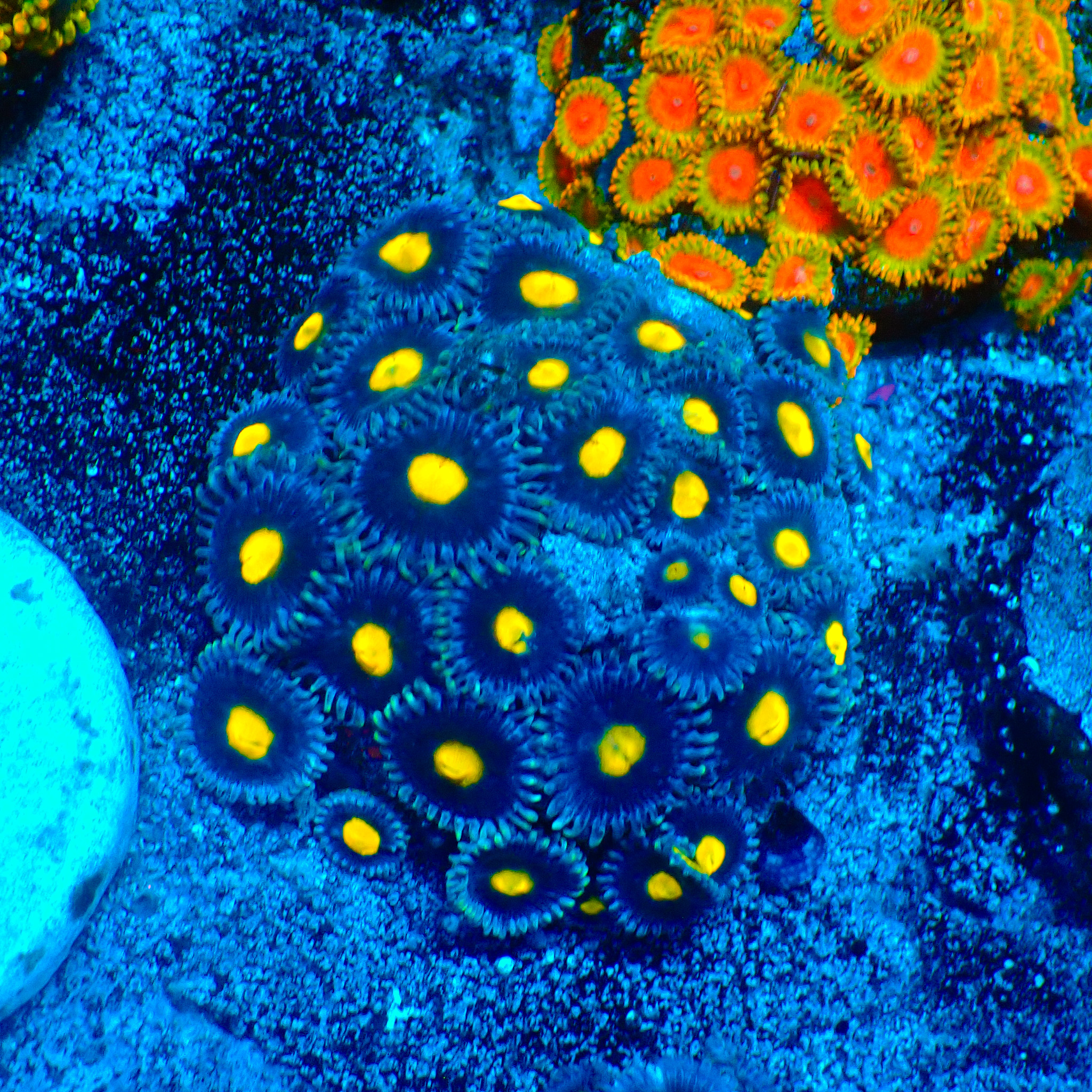 TC Zoanthus Blue Walter Colonia