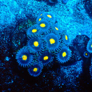 TC Zoanthus Blue Walter