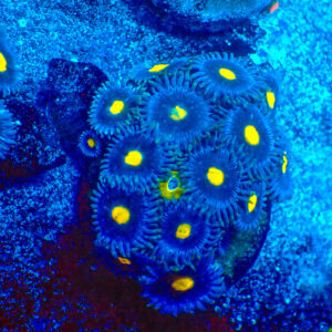 TC Zoanthus Blue Walter