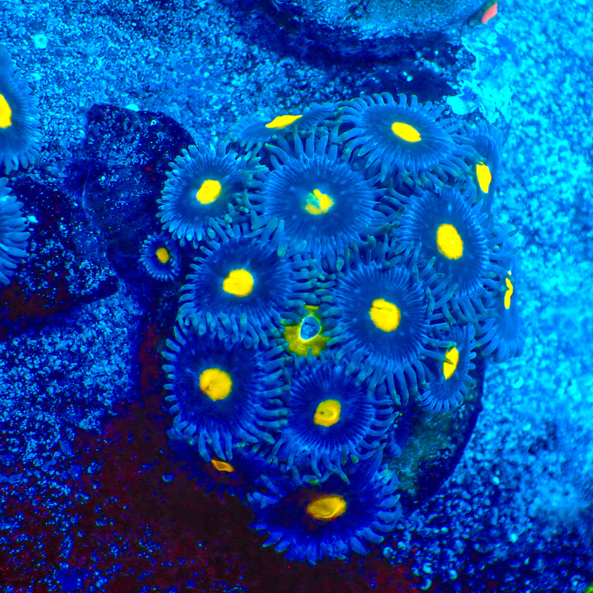 TC Zoanthus Blue Walter