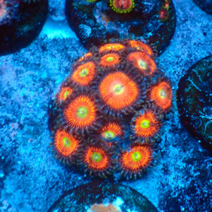 TC Zoanthus Everlasting Gobstopper Mini Colonia