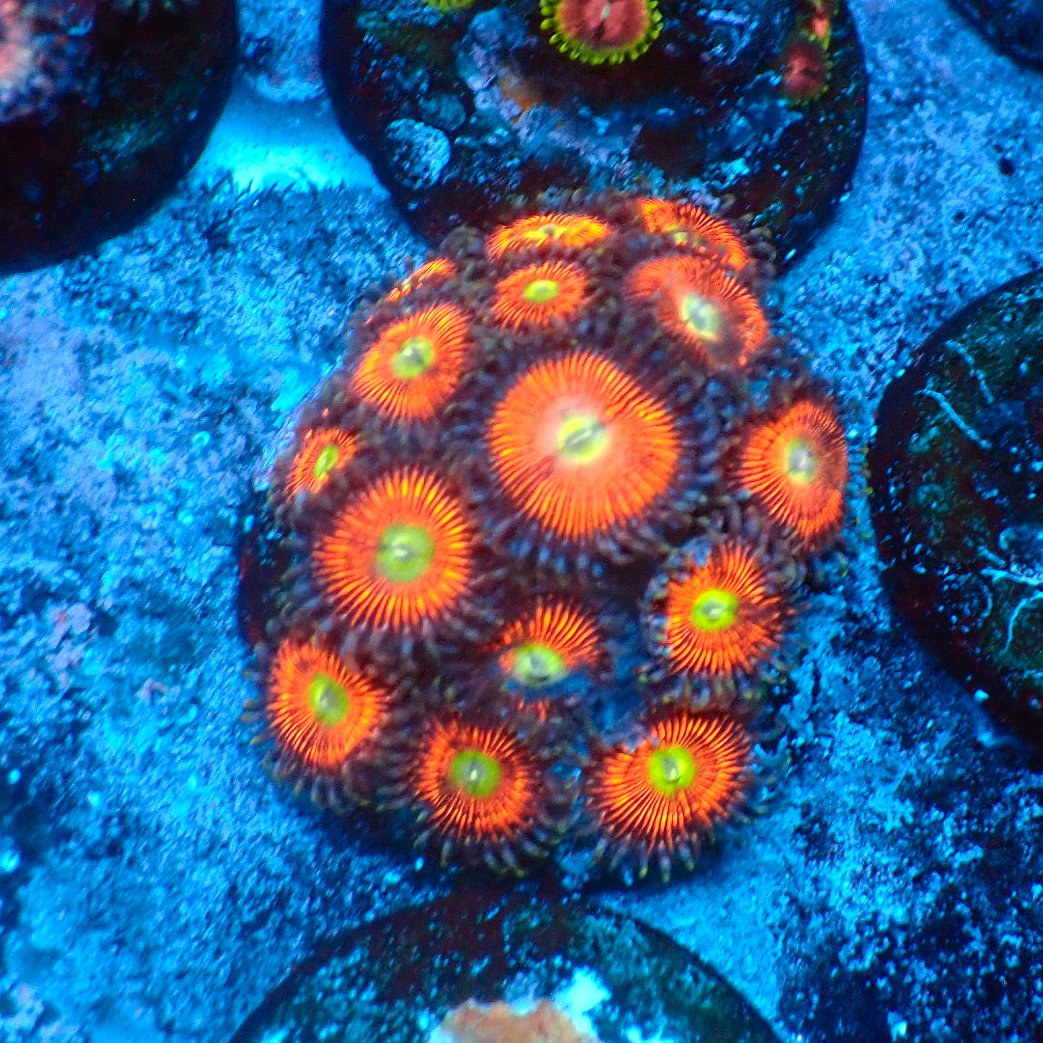 TC Zoanthus Everlasting Gobstopper Mini Colonia