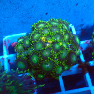 TC Zoanthus Tropical Emeralds Colonia