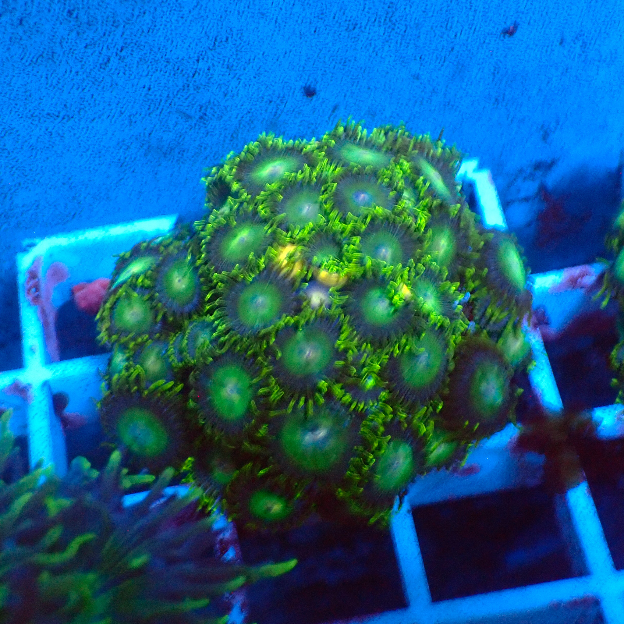 TC Zoanthus Tropical Emeralds Colonia