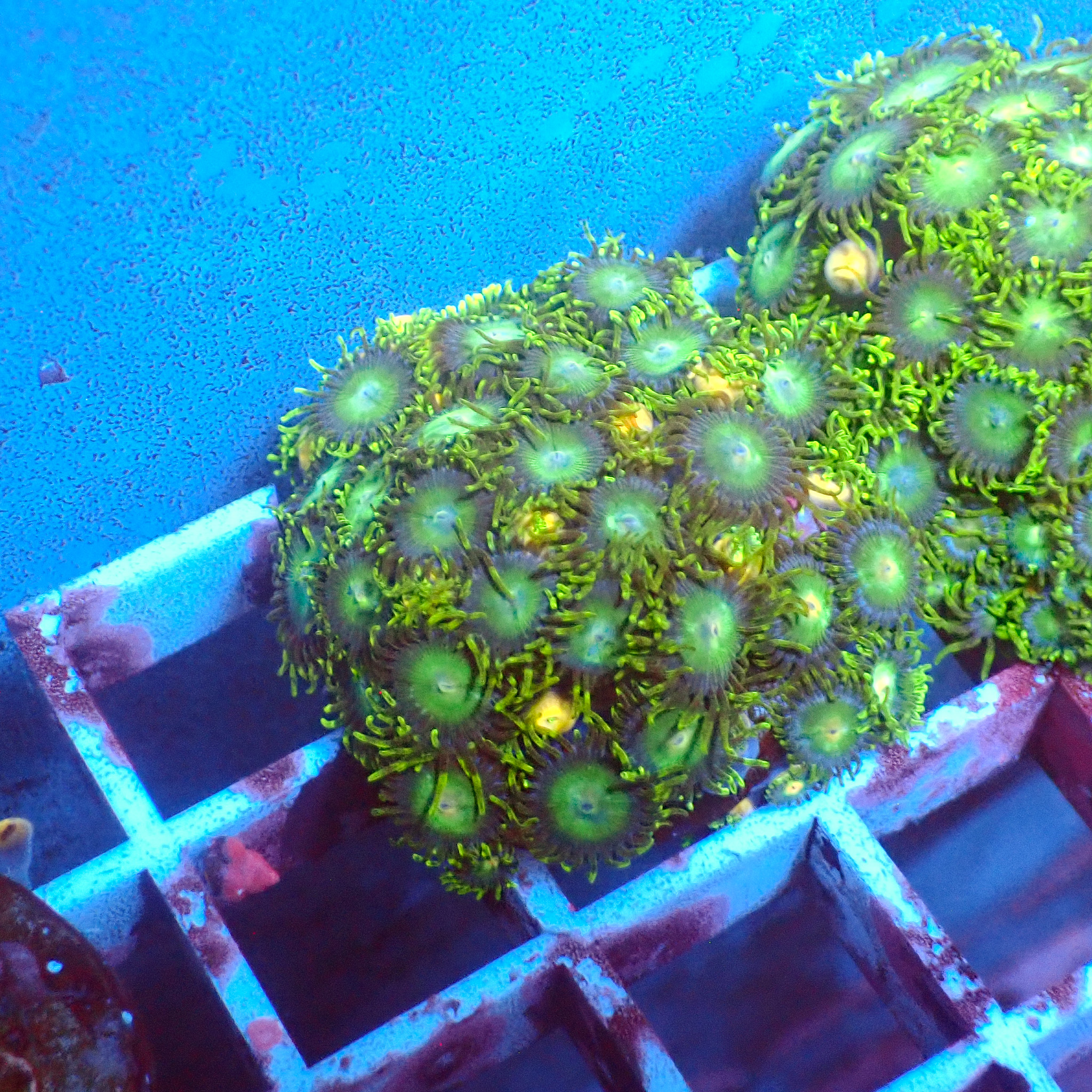 TC Zoanthus Tropical Emeralds Colonia