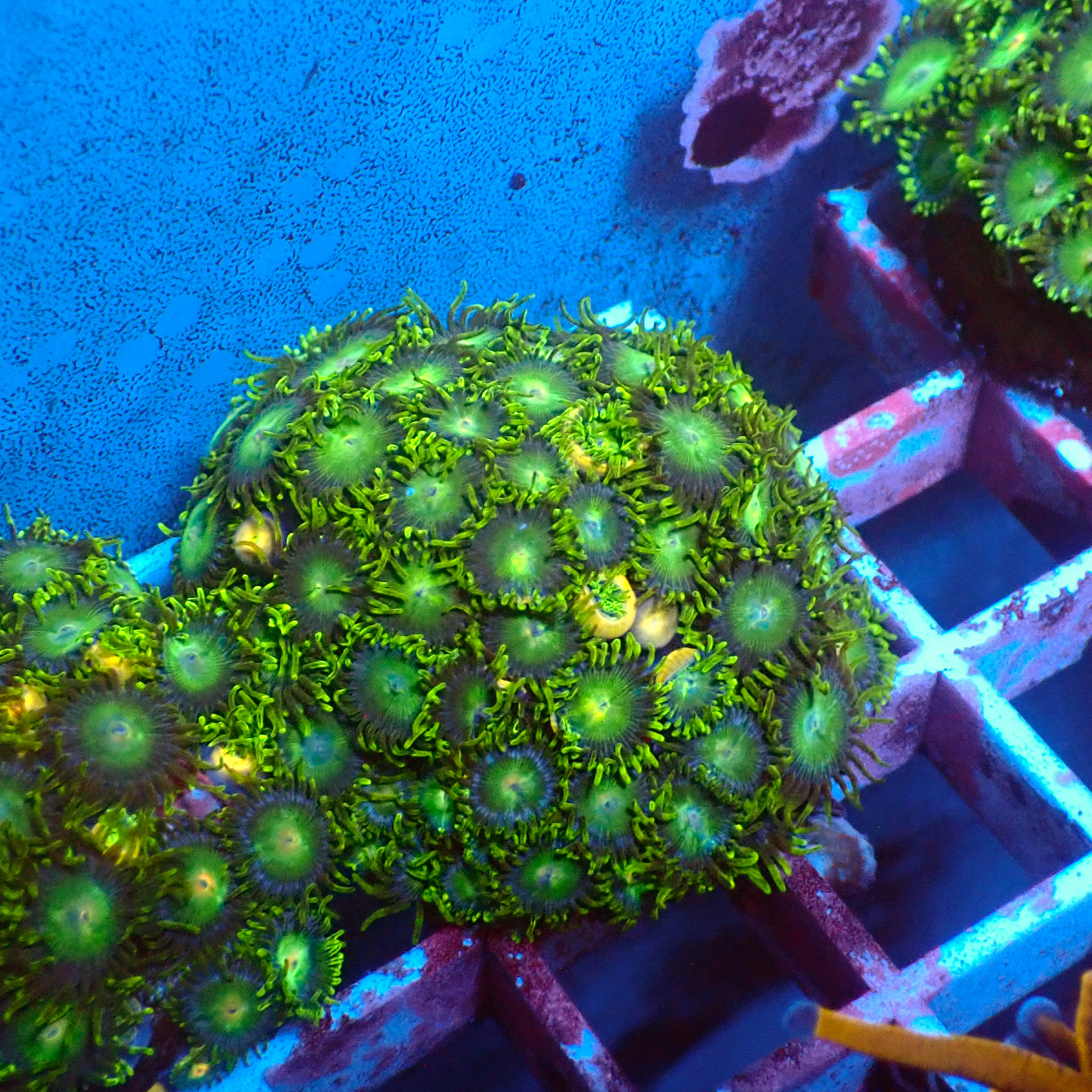 TC Zoanthus Tropical Emeralds Colonia