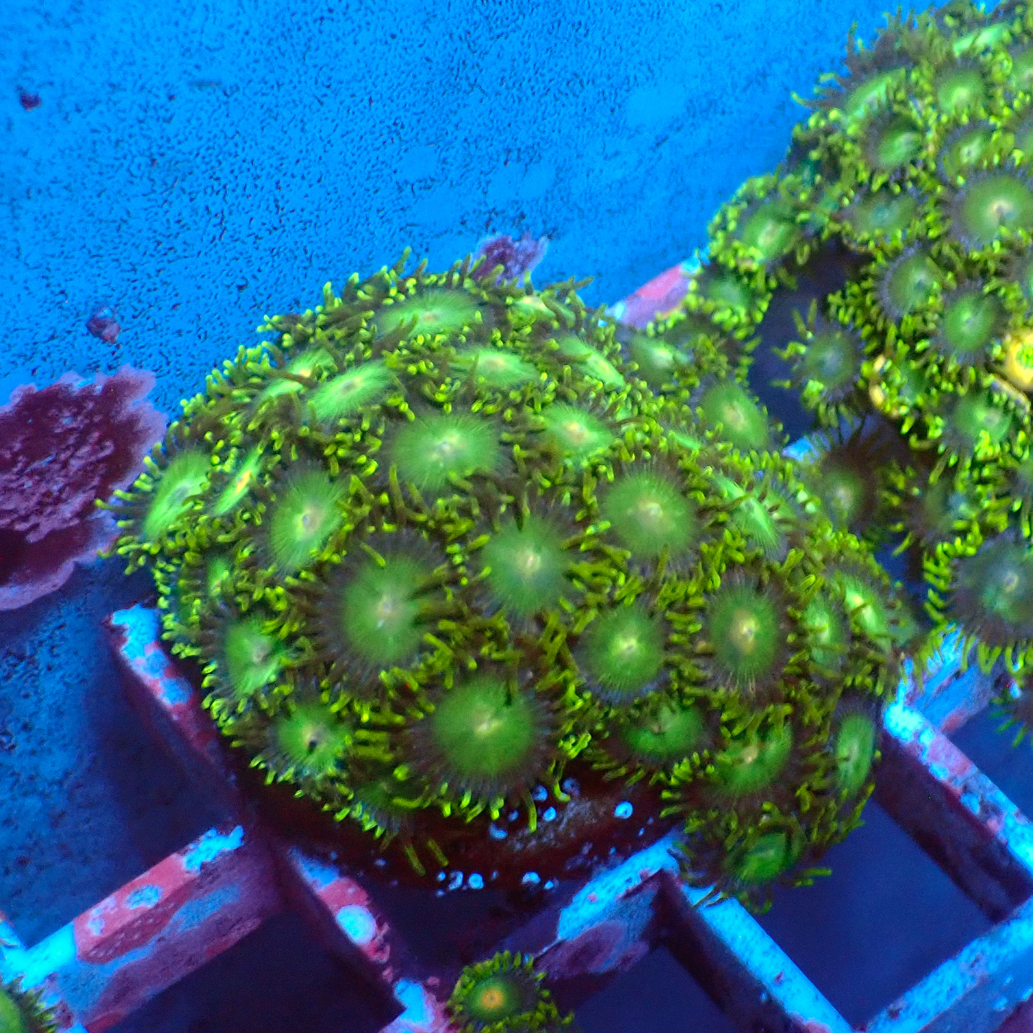 TC Zoanthus Tropical Emeralds Colonia