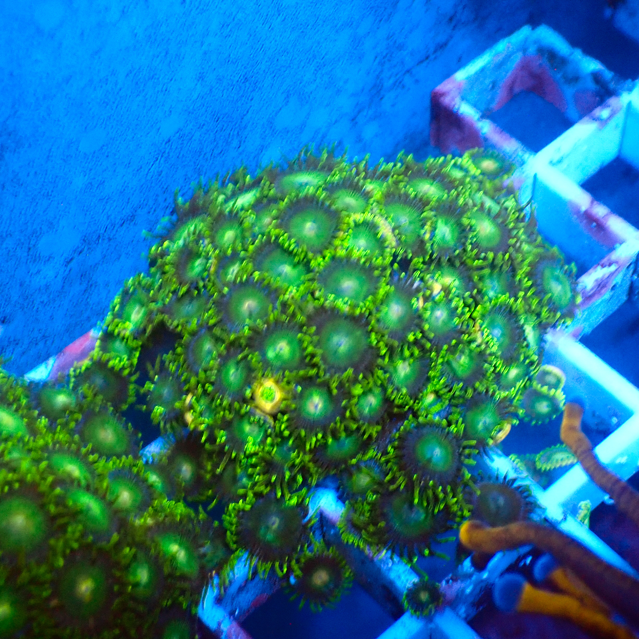 TC Zoanthus Tropical Emeralds Colonia