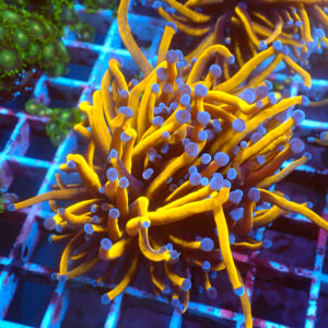 TC Euphyllia glabrecens 24K