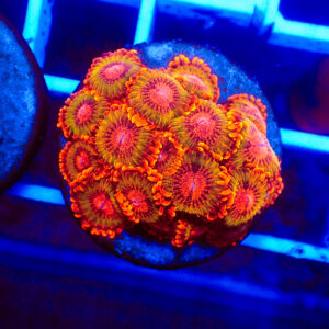 TC Zoanthus Speckled Krakatoa Colonia