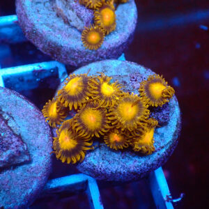 TC Zoanthus Tutti Frutti