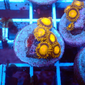 TC Zoanthus Tutti Frutti