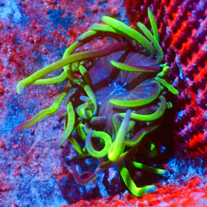 TC Entacmaea quadricolor Nexus Joker