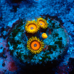TC Zoanthus Jungle Juice