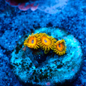 TC Zoanthus Jungle Juice