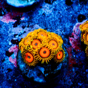 TC Zoanthus Jungle Juice