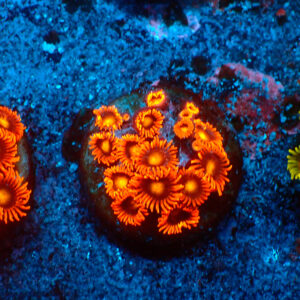 TC Zoanthus Orange Explosion