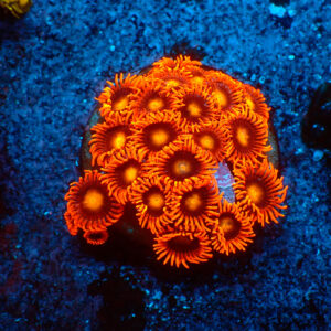 TC Zoanthus Orange Explosion