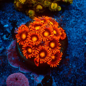 TC Zoanthus Orange Explosion