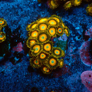 TC Zoanthus Scrambled Eggs