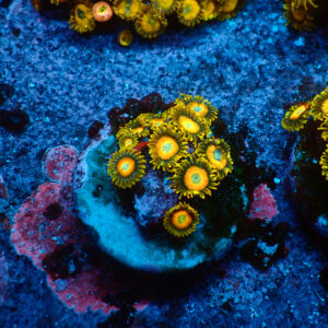 TC Zoanthus Scrambled Eggs
