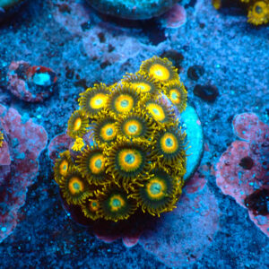 TC Zoanthus Scrambled Eggs