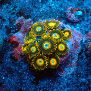TC Zoanthus Scrambled Eggs