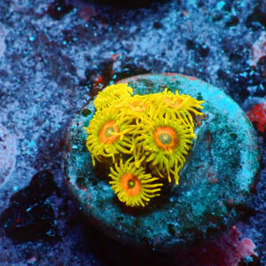 TC Zoanthus Super Sunflower